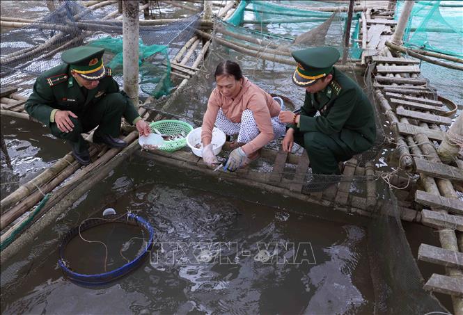 BĐBP thành phố Huế thăm mô hình hỗ trợ phát triển kinh tế từ nuôi cá giò của hộ nông dân Nguyễn Thị Thuỷ, xã Vinh Hiền, huyện Phú Lộc. Ảnh: Vũ Sinh - TTXVN