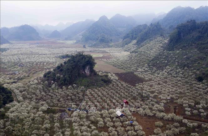 Plum blossom season in Moc Chau plateau. VNA Photo: Quang Quyết
