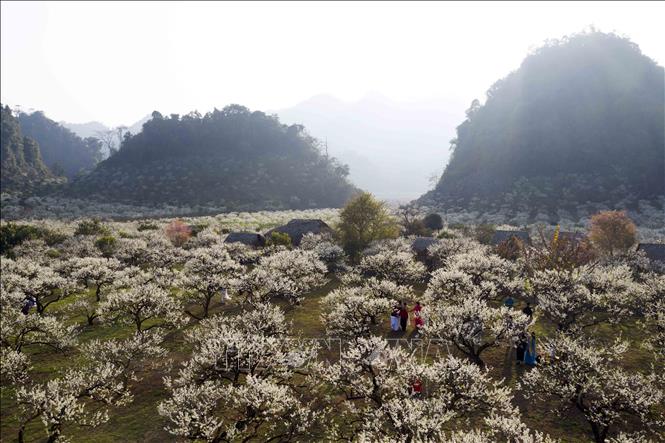 Plum blossom season in Moc Chau plateau. VNA Photo: Quang Quyết