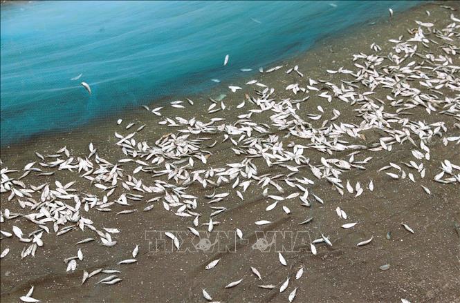 Sardines in season have large sizes and are relatively equal. VNA Photo: Xuân Tiến