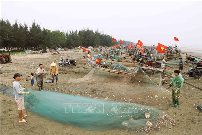 Fishermen harvest sardines after a fishing trip. VNA Photo: Xuân Tiến