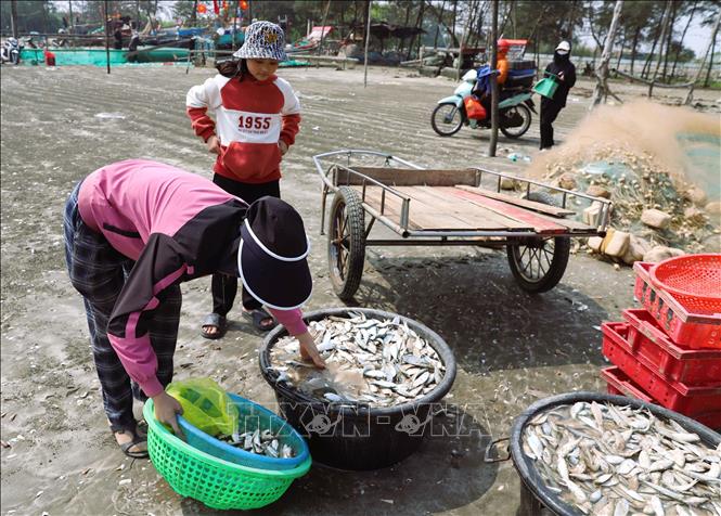 Locals clean sardines to supply to grilling facilities. VNA Photo: Xuân Tiến