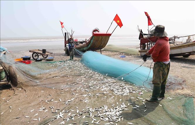 Fishermen harvest sardines after a fishing trip. VNA Photo: Xuân Tiến