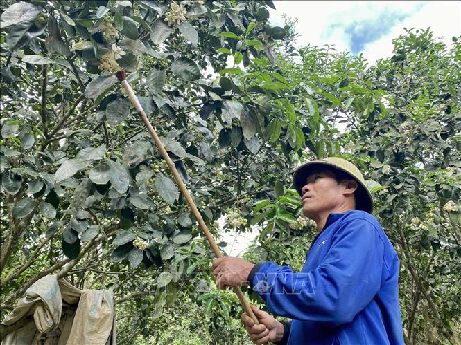 Người dân xã Lộc Yên (huyện Hương Khê) thụ phấn cho cây bưởi Phúc Trạch. Ảnh: Hữu Quyết – TTXVN