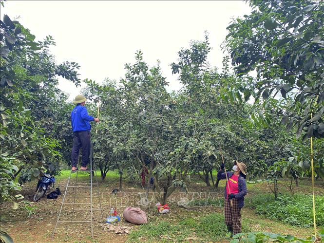 Người dân xã Lộc Yên (huyện Hương Khê) thụ phấn cho cây bưởi Phúc Trạch. Ảnh: Hữu Quyết – TTXVN