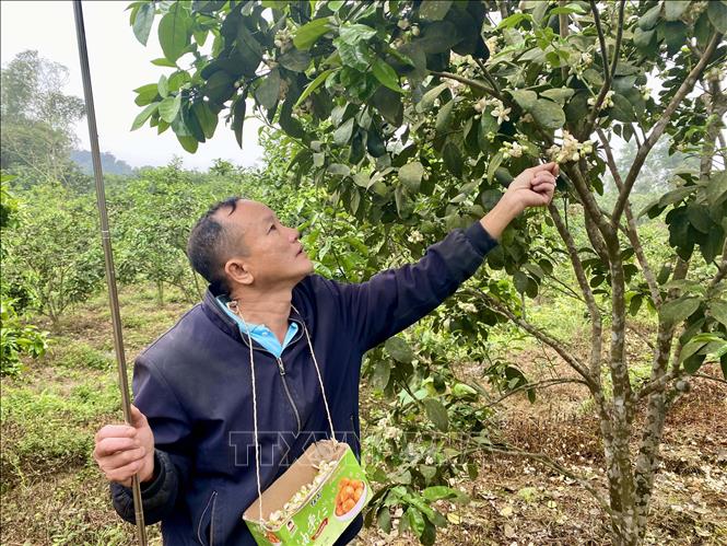 Người dân xã Hương Thủy (huyện Hương Khê) dùng hoa bưởi khác dòng để thụ phấn cho cây bưởi Phúc Trạch. Ảnh: Hữu Quyết – TTXVN