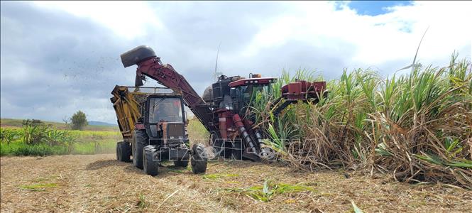 Thu hoạch mía được cơ giới hoá, mang lại hiệu quả cao hơn. Ảnh: Hoài Nam - TTXVN 
