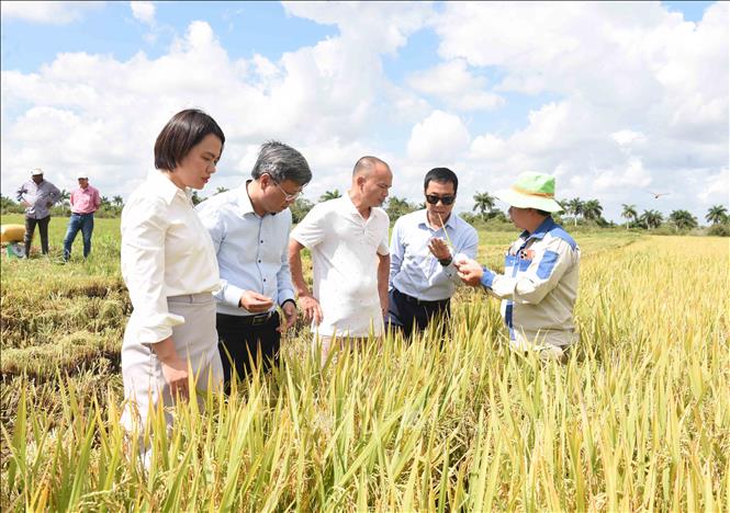 Đại sứ Việt Nam Lê Quang Long (thứ 2, trái sang) thăm cánh đồng lúa. Ảnh: Việt Hùng-PV TTXVN tại Cuba