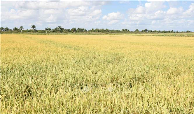 Cánh đồng lúa chín vàng tại tỉnh Pinar del Rio. Ảnh: Việt Hùng-PV TTXVN tại Cuba