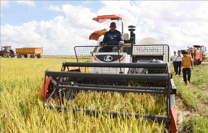 Áp dụng máy móc hiện đại trong thu hoạch lúa. Ảnh: Việt Hùng-PV TTXVN tại Cuba
