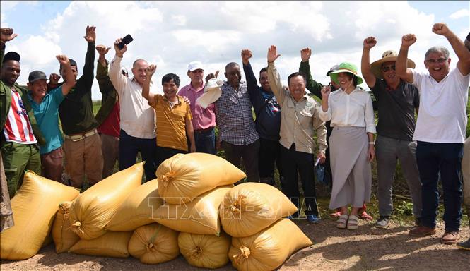 Đại diện công ty AgriVMA, kỹ sư Việt Nam và Cuba, nông dân và quan chức Cuba vui mừng trước năng suất cao của cánh đồng lúa. Ảnh: Việt Hùng-PV TTXVN tại Cuba