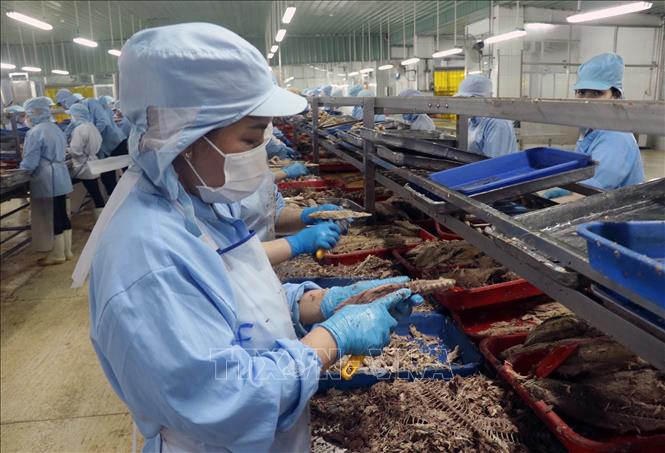 Sản xuất chế biến cá hộp xuất khẩu tại nhà máy thực phẩm đóng hộp KTC, Công ty cổ phần thương mại Kiên Giang. Ảnh: Lê Huy Hải - TTXVN