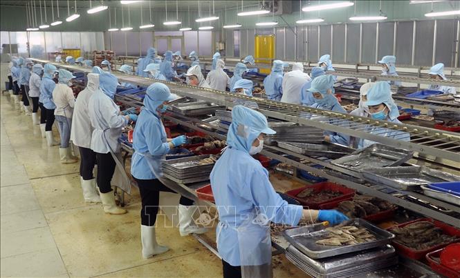 Sản xuất chế biến cá hộp xuất khẩu tại nhà máy thực phẩm đóng hộp KTC, Công ty cổ phần thương mại Kiên Giang. Ảnh: Lê Huy Hải - TTXVN