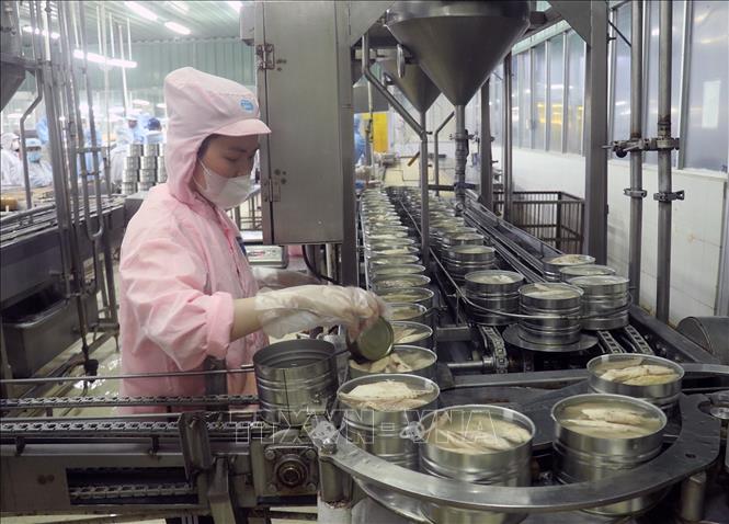 Sản xuất chế biến cá hộp xuất khẩu tại nhà máy thực phẩm đóng hộp KTC, Công ty cổ phần thương mại Kiên Giang. Ảnh: Lê Huy Hải - TTXVN
