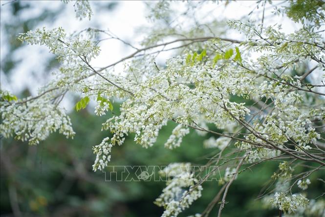 Vẻ đẹp mong manh, tinh khôi của hoa sưa trên đường phố Hà Nội. Ảnh: Khánh Hoà - TTXVN