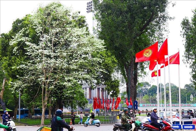 Vẻ đẹp tinh khôi của hoa sưa trên đường phố Hà Nội. Ảnh: Ngọc Anh/TTXVN phát