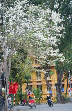 Sưa trắng tinh khôi tô điểm cho cảnh sắc phố phường Hà Nội. Ảnh: Khánh Hoà - TTXVN