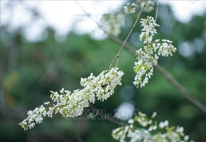 Vẻ đẹp tinh khôi của hoa sưa trắng trên những con phố Hà Nội. Ảnh: Khánh Hoà - TTXVN