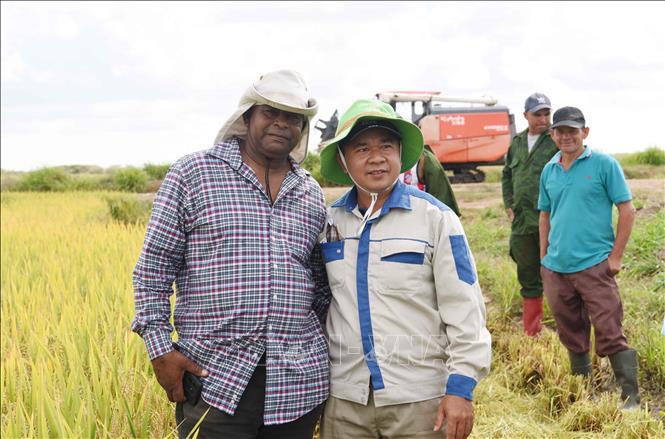 A local Cuban farmer and a Vietnamese technician harvest rice together. VNA Photo: Việt Hùng