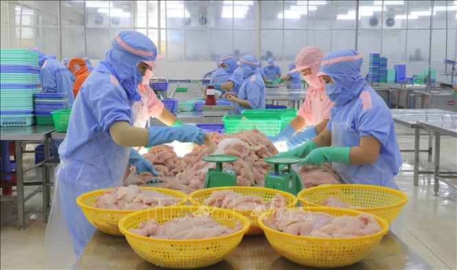 Processing tra fish for export in the Mekong Delta province of An Giang. VNA Photo: Công Mạo