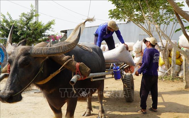 Trâu kéo xe lúa về điểm tập kết. Ảnh: Nhựt An - TTXVN
