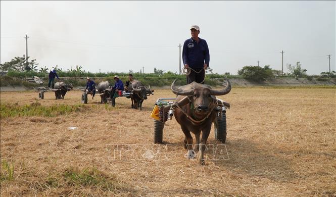 Đàn trâu kéo lúa trên cánh đồng ở xã biên giới Thường Phước 1, huyện Hồng Ngự (Đồng Tháp). Ảnh: Nhựt An - TTXVN