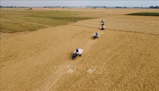 Xe trâu kéo lúa trên cánh đồng ở xã biên giới Thường Phước 1, huyện Hồng Ngự (Đồng Tháp). Ảnh: Nhựt An - TTXVN
