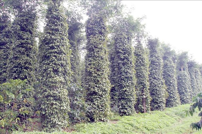 A pepper farm in the Central Highlands province of Dak Nong. VNA Photo: Ngọc Minh