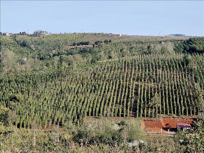Pepper farms in the Central Highlands province of Dak Nong. VNA Photo: Ngọc Minh