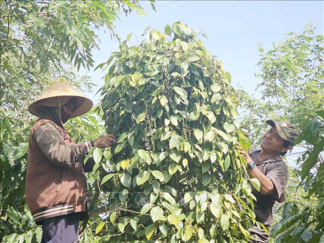 Farmers in the Central Highlands province of Dak Nong harvest pepper. VNA Photo: Ngọc Minh