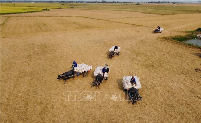 Những chiếc xe trâu kéo lúa về điểm tập kết. Ảnh: Nhựt An - TTXVN