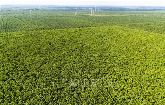 Bạt ngàn cao su Dầu Tiếng. Ảnh: Hồng Đạt - TTXVN
