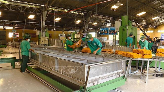 Sản xuất mủ cao su trên quê hương Dầu Tiếng đổi mới. Ảnh: Dương Chí Tưởng-TTXVN