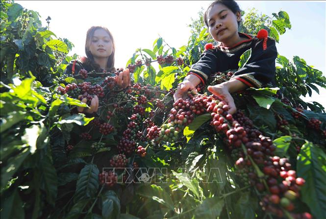 Thu hoạch cà phê ở vùng trồng của Công ty TNHH Sản xuất và Thương mại Vương Thành Công ở thành phố Buôn Ma Thuột, tỉnh Đắk Lắk. Ảnh: Vũ Sinh - TTXVN