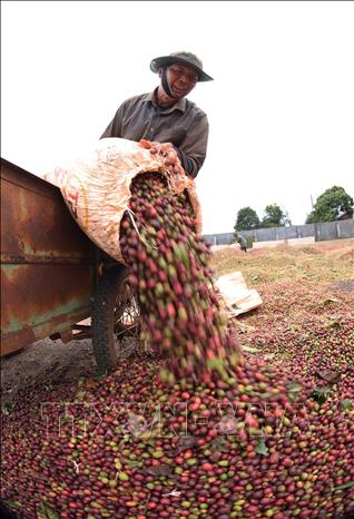 Harvesting coffee in Gia Lai province. VNA Photo
