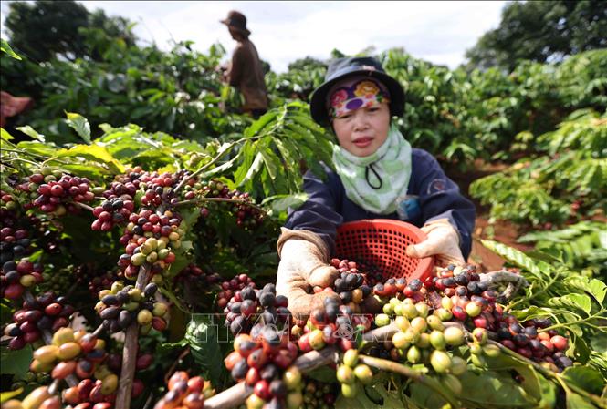 Farmer Dang Thi Lien harvests coffee in IaYok commune, IaGRai district, Gia Lai province. VNA Photo: Vũ Sinh