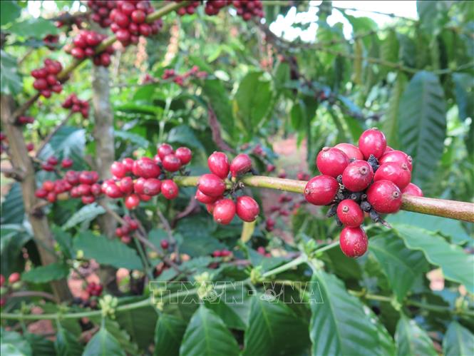 Ripe coffee berries in Dak Ha district, Kon Tum province. VNA Photo