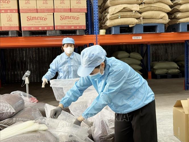 Workers at Simexco Daklak pack specialty coffee cherry tea (Cascara) for export to Korean market. VNA Photo