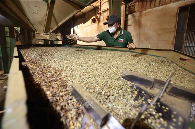 Processing coffee beans for export and domestic markets at a Vinacafe's factory in Tan Uyen city, Binh Duong province. VNA Photo