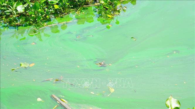 Trên mặt hồ chứa nước Tha La xuất hiện lớp màng màu xanh rêu đặc quánh. Ảnh: Minh Phú - TTXVN