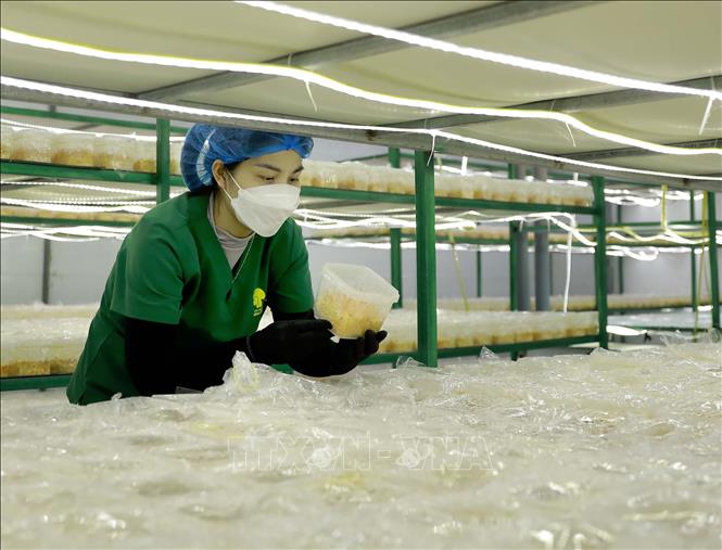 Chủng nấm đông trùng hạ thảo Cordycep militaris có hàm lượng dinh dưỡng cao, chứa nhiều dược chất như nấm đông trùng trong tự nhiên được nuôi cấy thành công tại HTX Nấm Tam Đảo. Ảnh: Hoàng Hùng -TTXVN