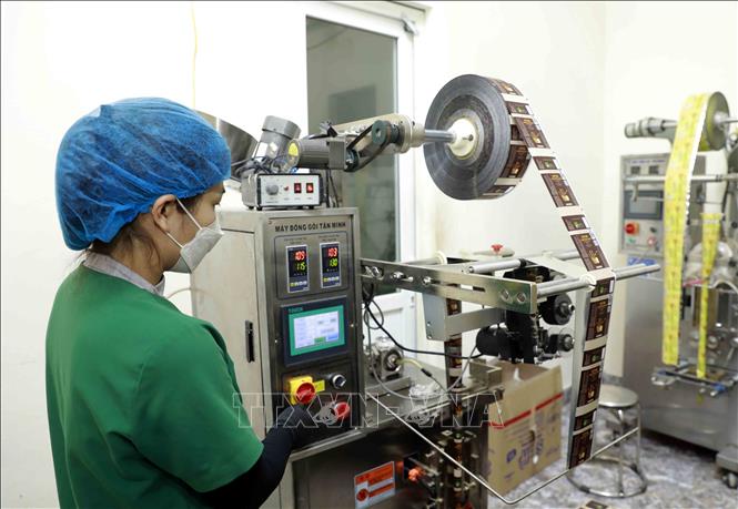 Đóng gói sản phẩm nấm đông trùng hạ thảo tại HTX Nấm Tam Đảo trước khi đưa sản phẩm ra thị trường. Ảnh: Hoàng Hùng -TTXVN