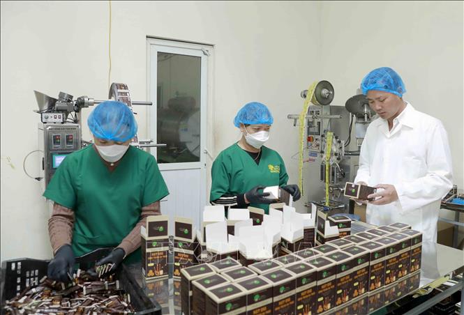 Đóng gói sản phẩm nấm đông trùng hạ thảo tại HTX Nấm Tam Đảo trước khi đưa sản phẩm ra thị trường. Ảnh: Hoàng Hùng -TTXVN