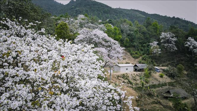 Ancient ban trees in full bloom with pristine white petals brightening the northwestern village. VNA Photo: Xuân Tư