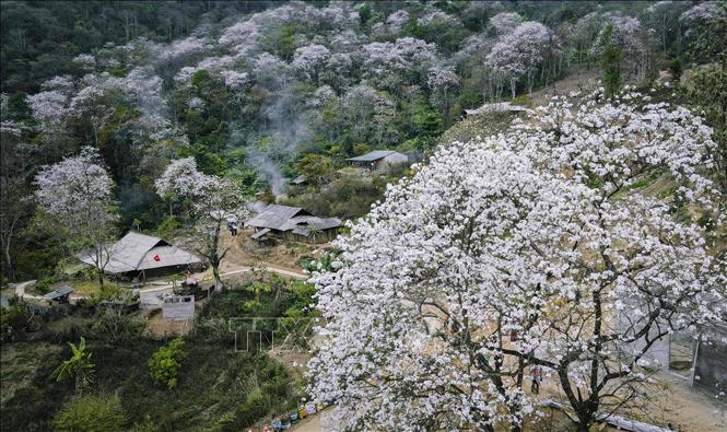 Ancient ban flower trees in full bloom with pure white petals. VNA Photo: Xuân Tư
