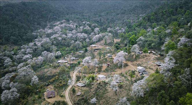 Nam Cum village has about 1,200 ancient ban flowers, combining with the misty spring fog, giving the village a fairy-tale like ambiance. VNA Photo: Xuân Tư