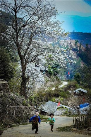 Children enjoy the beautiful nature of white ban flowers. VNA Photo: Xuân Tư