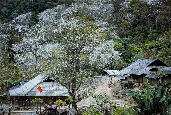 White ban flowers and the simple stilt houses of Mong people. VNA Photo: Xuân Tư