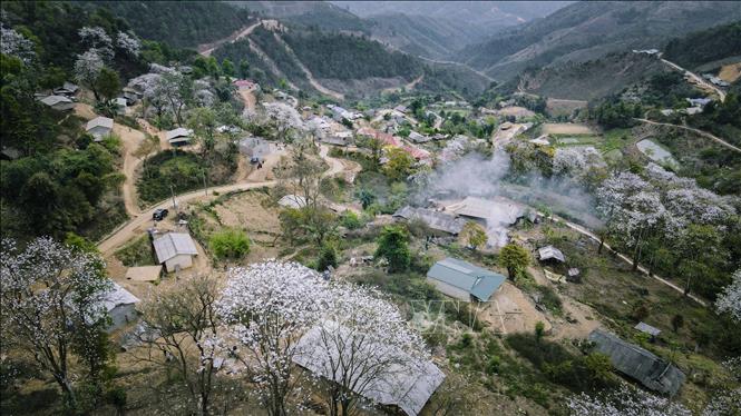 The dark valley is brightened with the pure white petals of full bloom ban flowers. VNA Photo: Xuân Tư