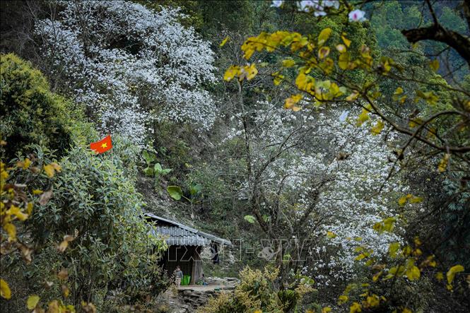 The misty spring fog and the white ban flowers give a mythical ambiance to Nam Cum village. VNA Photo: Xuân Tư